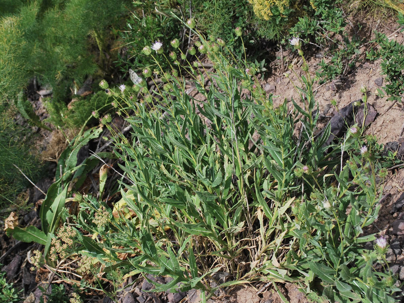 Image of Jurinea tortisquamea specimen.