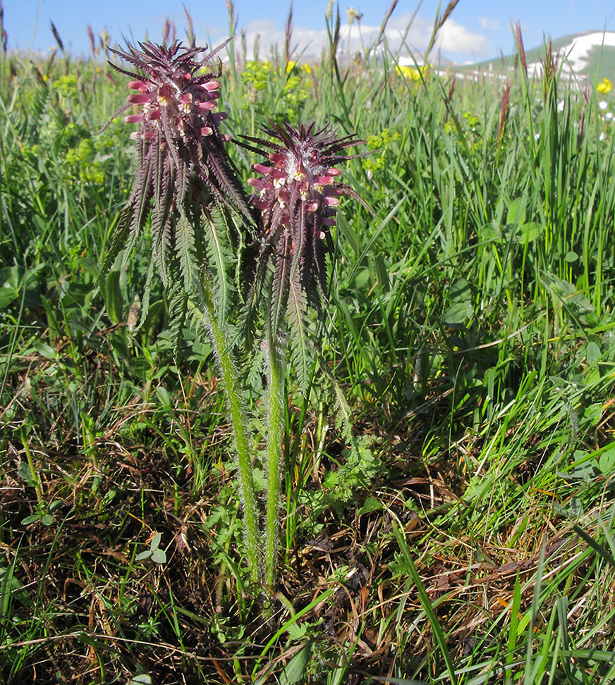 Image of Pedicularis wilhelmsiana specimen.