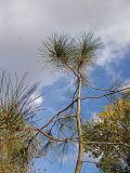 Pinus ponderosa. Верхушка растения (посадка 1983(?) г.). Санкт-Петербург, Ботанический сад, уч. 126. 11.10.2015.
