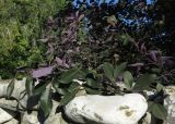 Vitex trifolia variety purpurea. Верхушки веточек. Израиль, Шарон, пос. Кфар Шмариягу, в культуре во дворе. 10.01.2016.