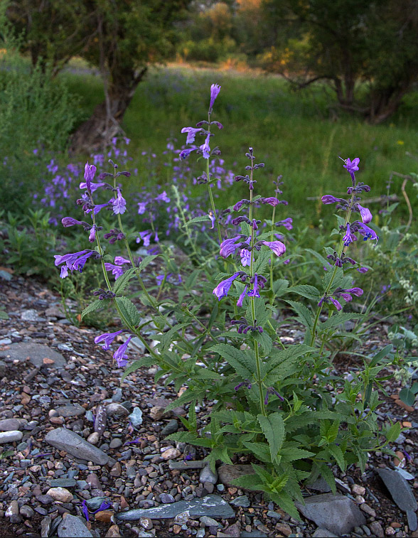 Image of Nepeta sibirica specimen.