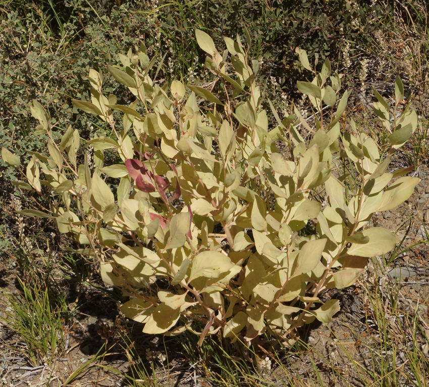 Image of Haplophyllum latifolium specimen.