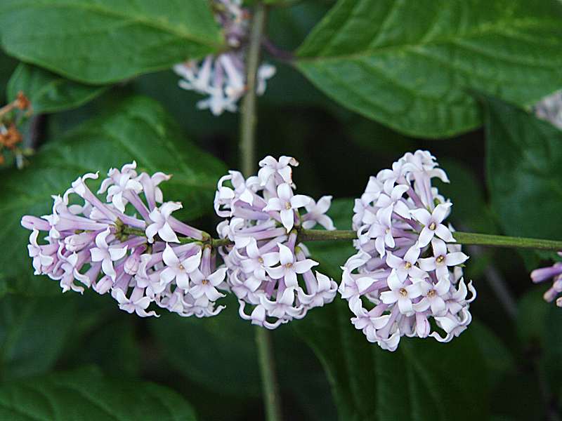 Image of Syringa × henryi specimen.