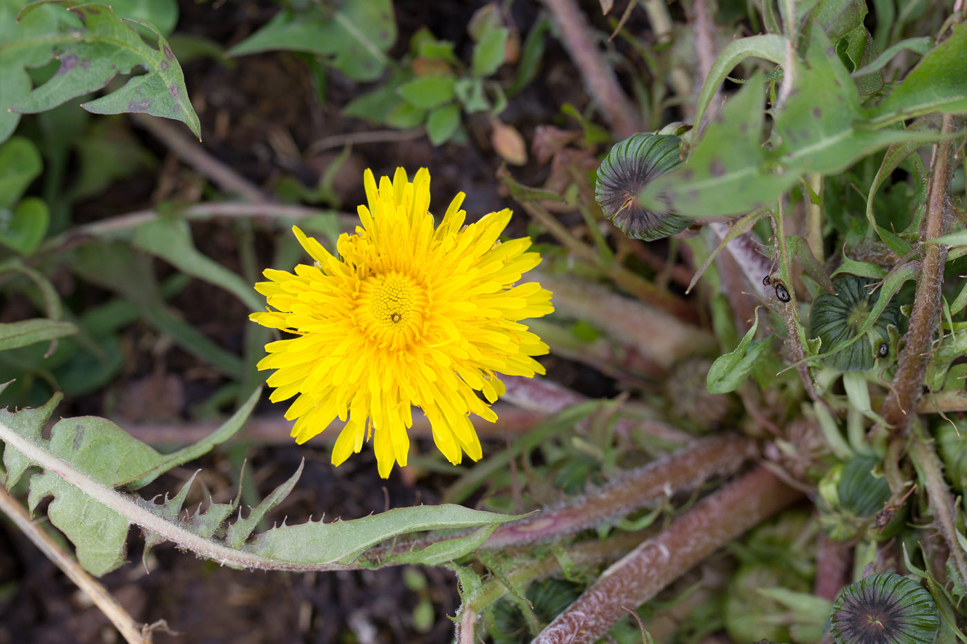 Image of genus Taraxacum specimen.