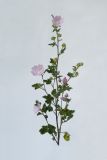 Malva thuringiaca. Цветущее растение. Республика Молдова, пригород Кишинёва. 1 сентября 2009 г.