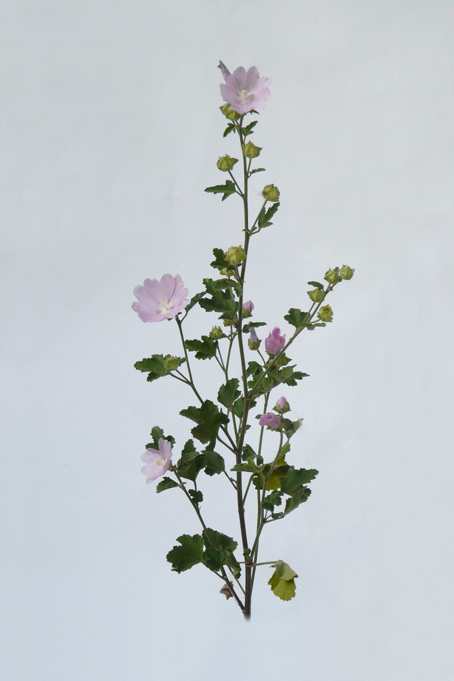 Image of Malva thuringiaca specimen.