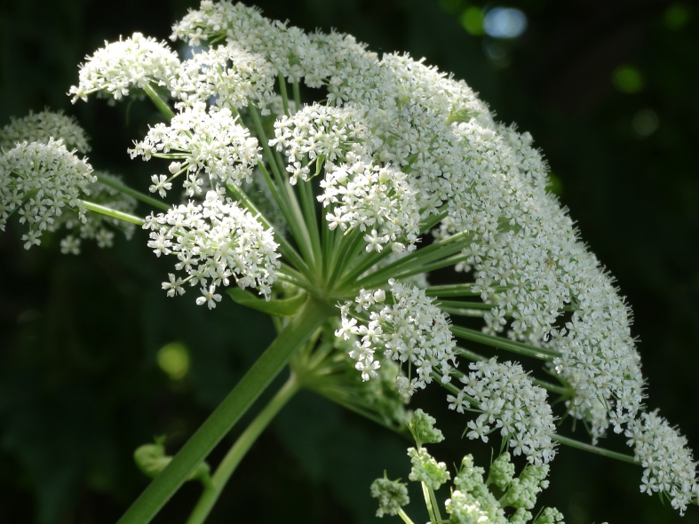 Image of Angelica cincta specimen.