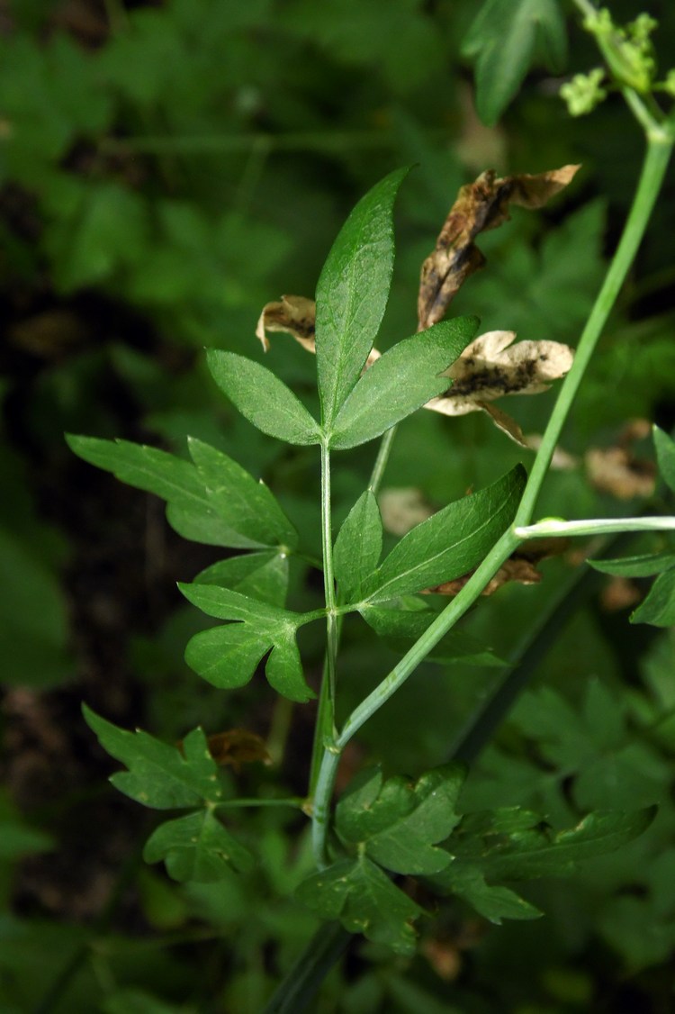 Image of Cervaria caucasica specimen.