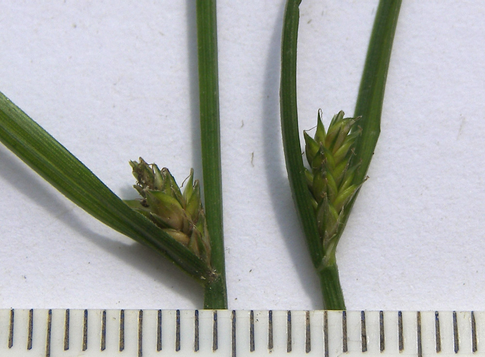 Image of Carex remota specimen.