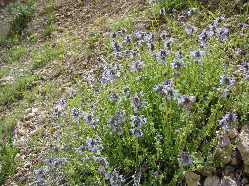 Image of Nepeta narynensis specimen.