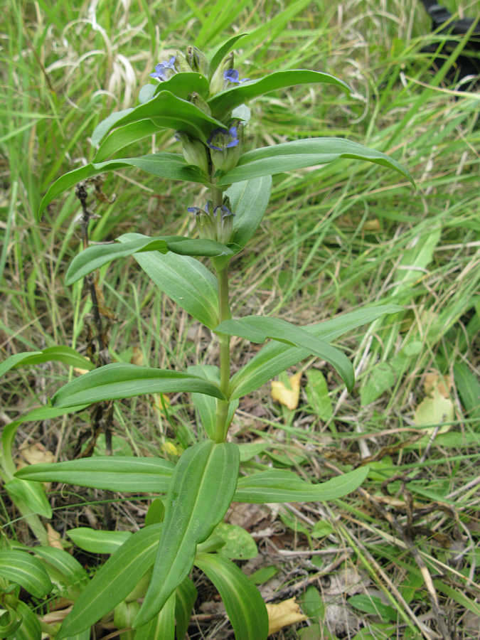 Изображение особи Gentiana cruciata.