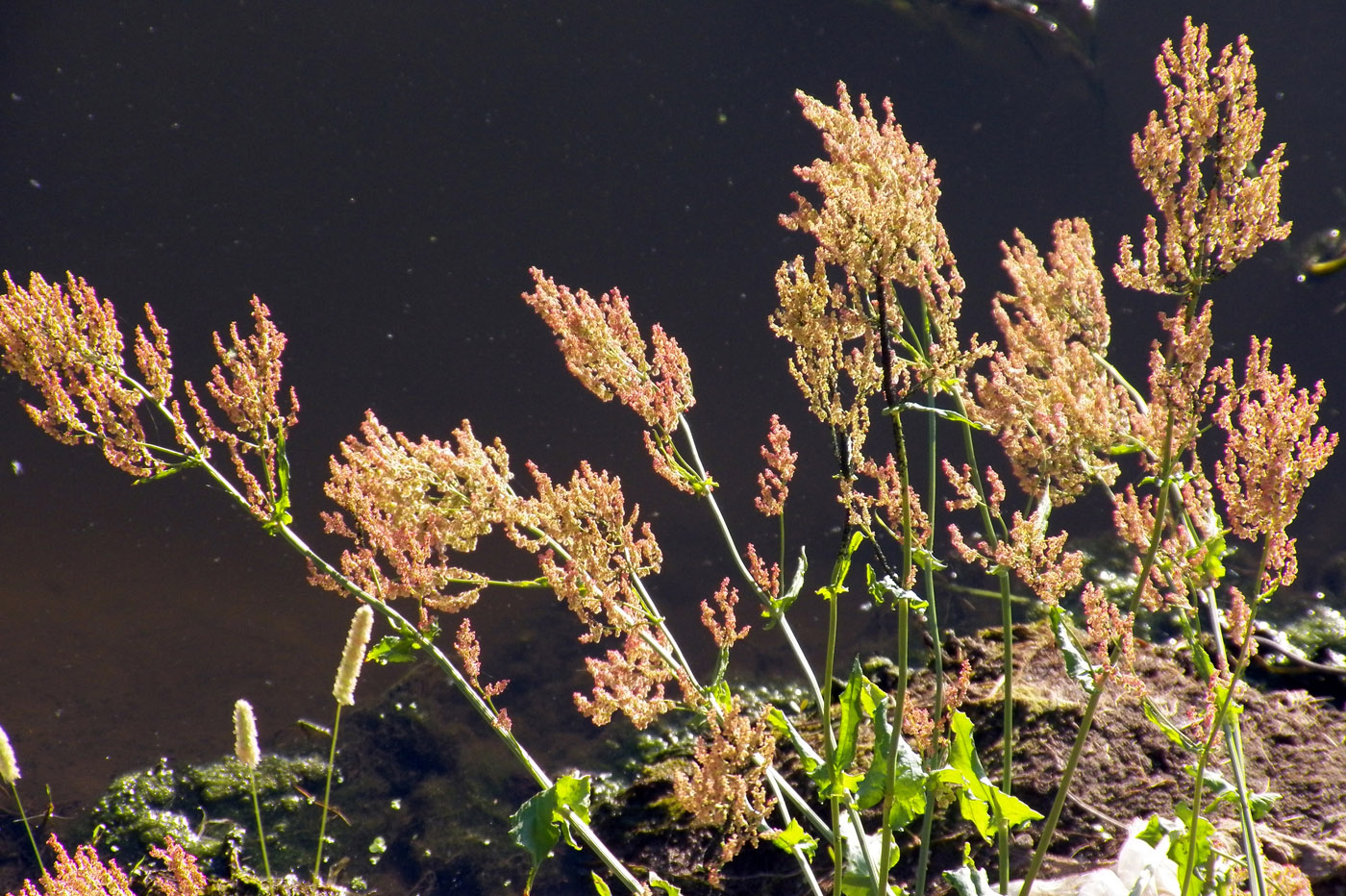 Изображение особи Rumex thyrsiflorus.