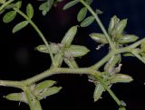 Astragalus tribuloides