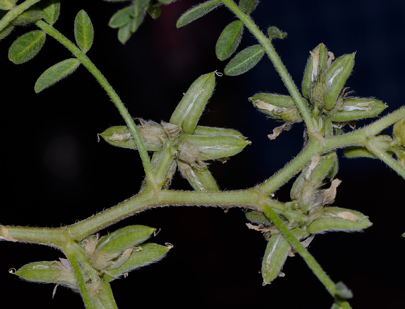 Image of Astragalus tribuloides specimen.