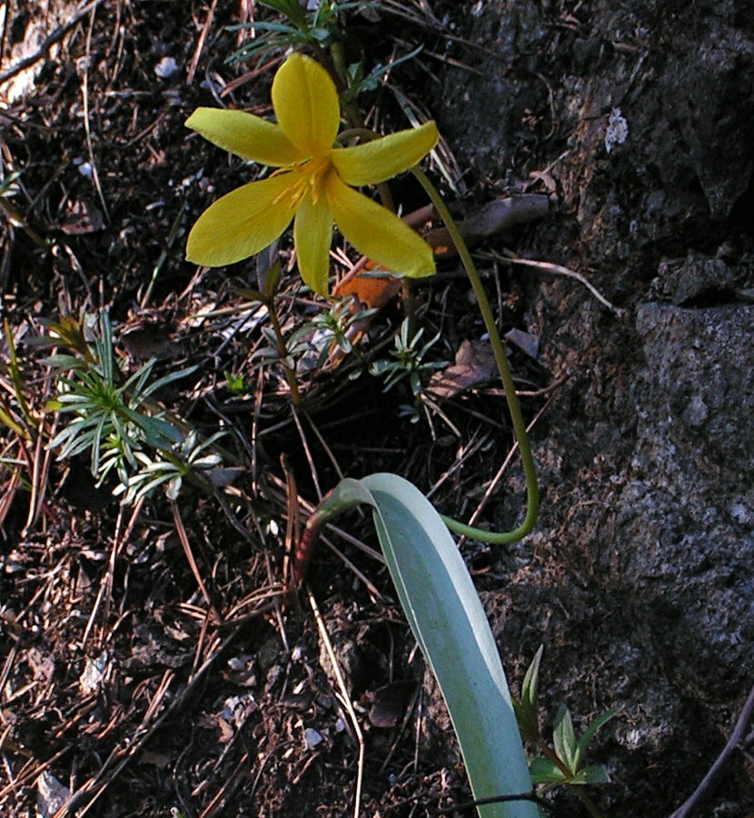 Image of Tulipa uniflora specimen.