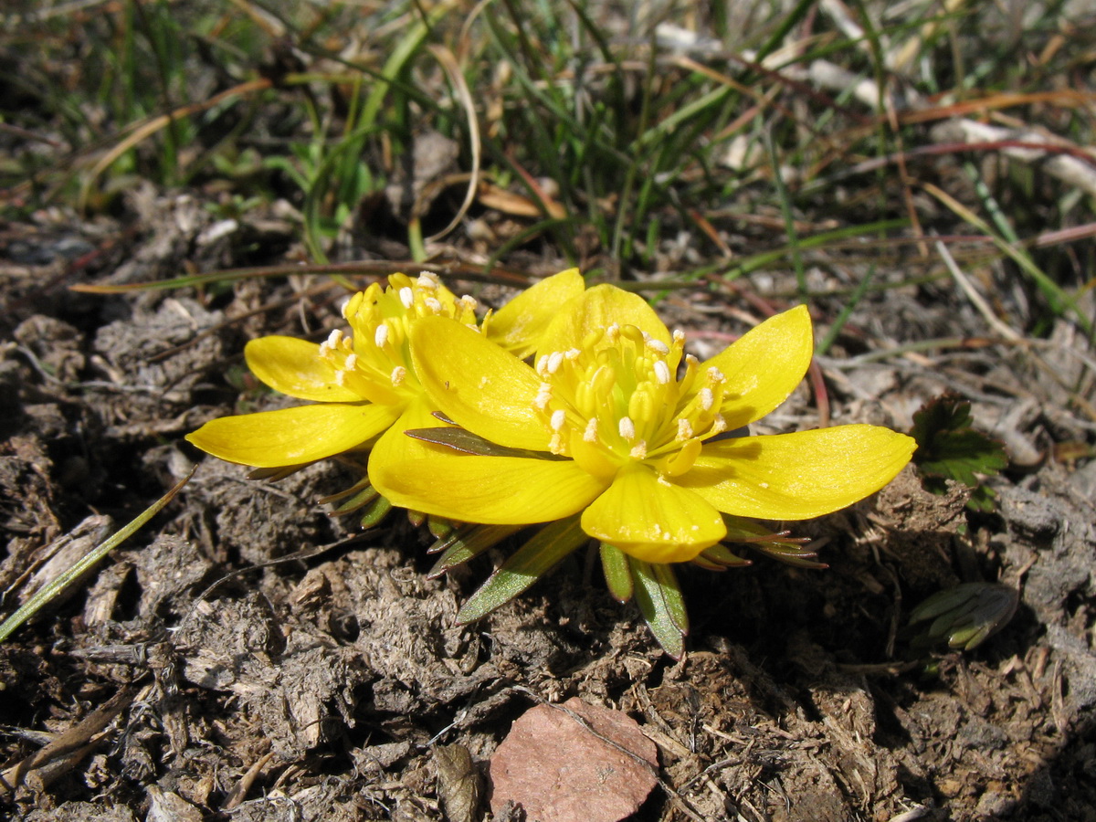 Image of Eranthis longistipitata specimen.