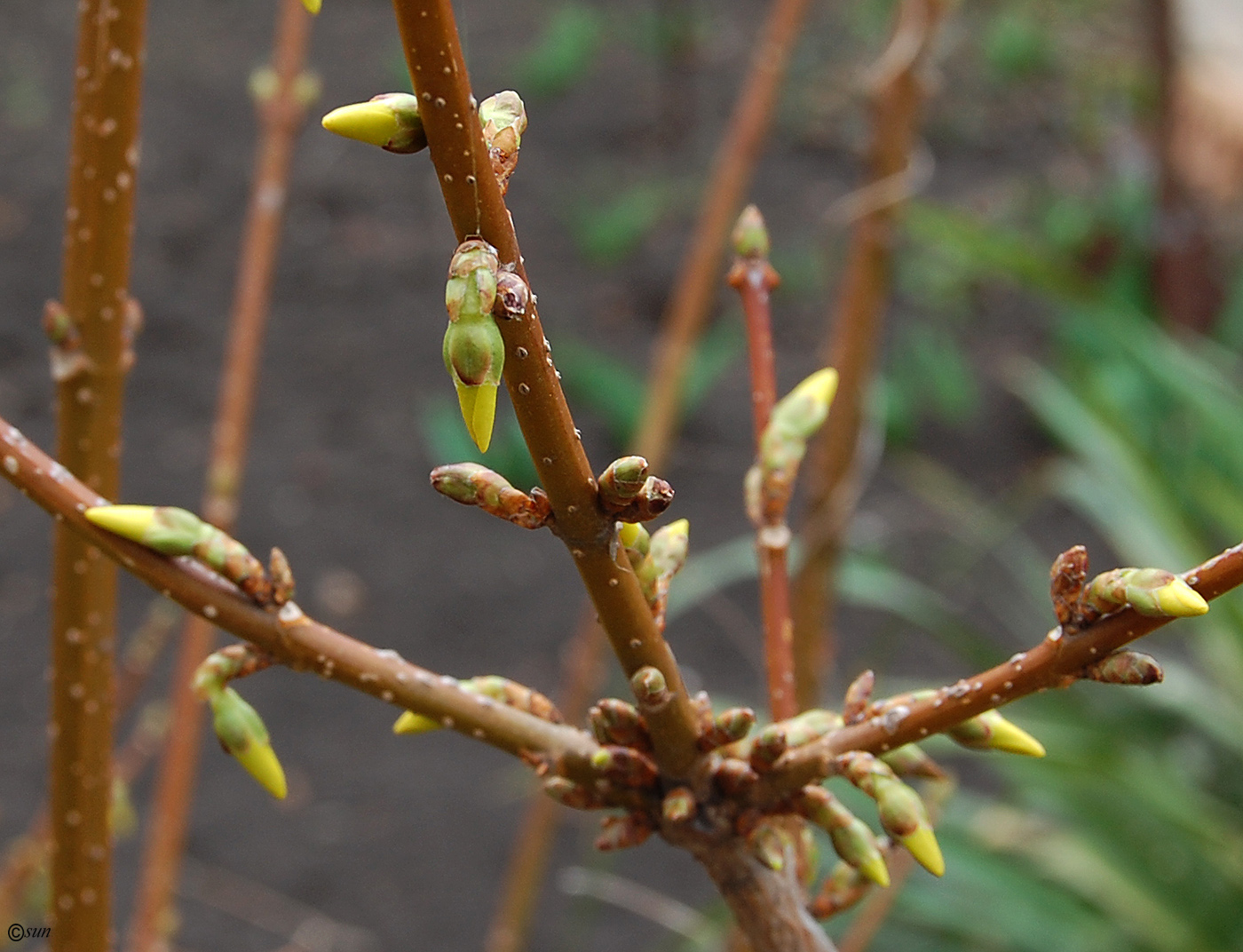 Изображение особи род Forsythia.