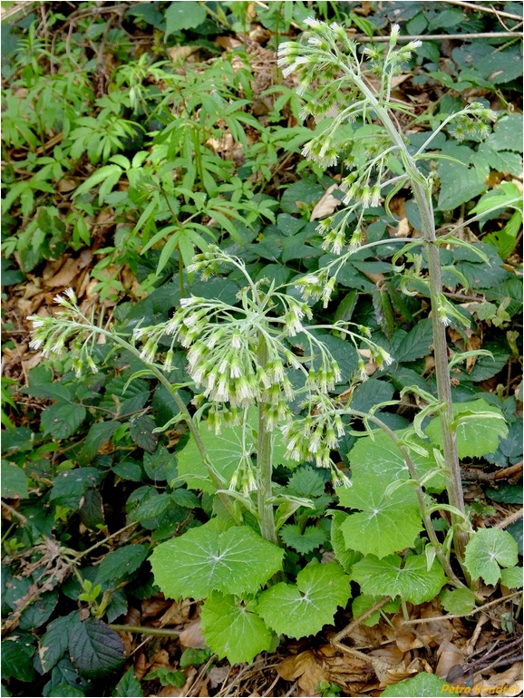 Image of Petasites albus specimen.