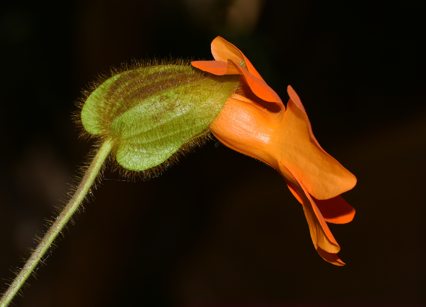 Image of Thunbergia gregorii specimen.