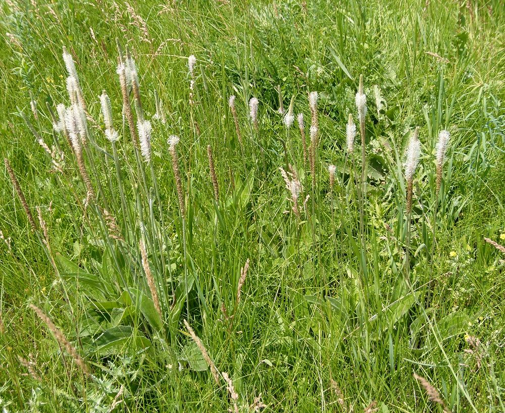 Image of Plantago urvillei specimen.