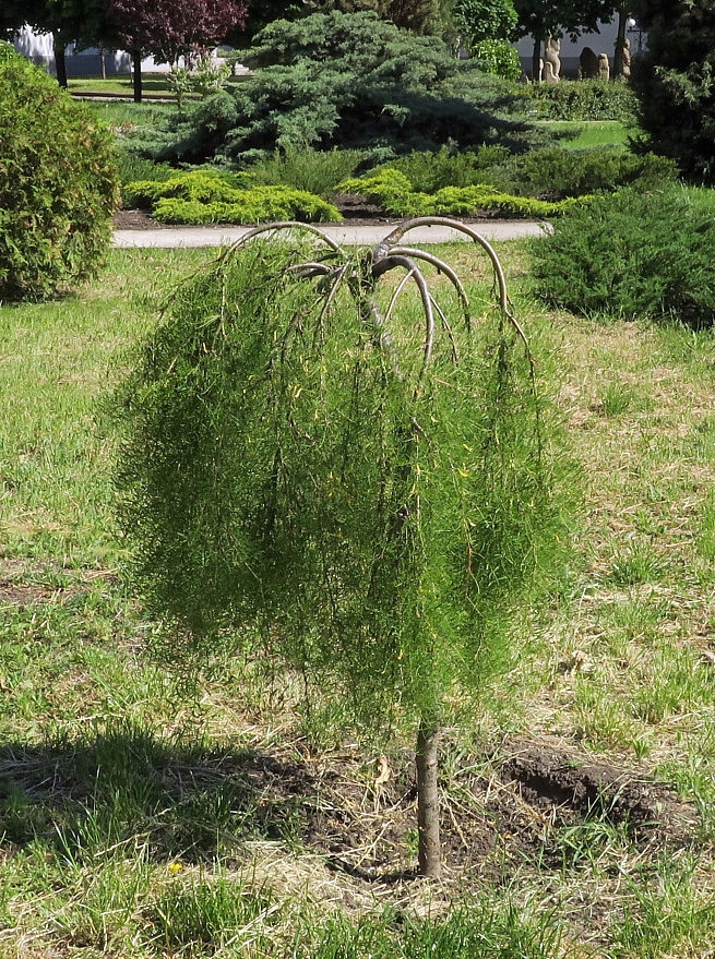 Image of Caragana arborescens specimen.