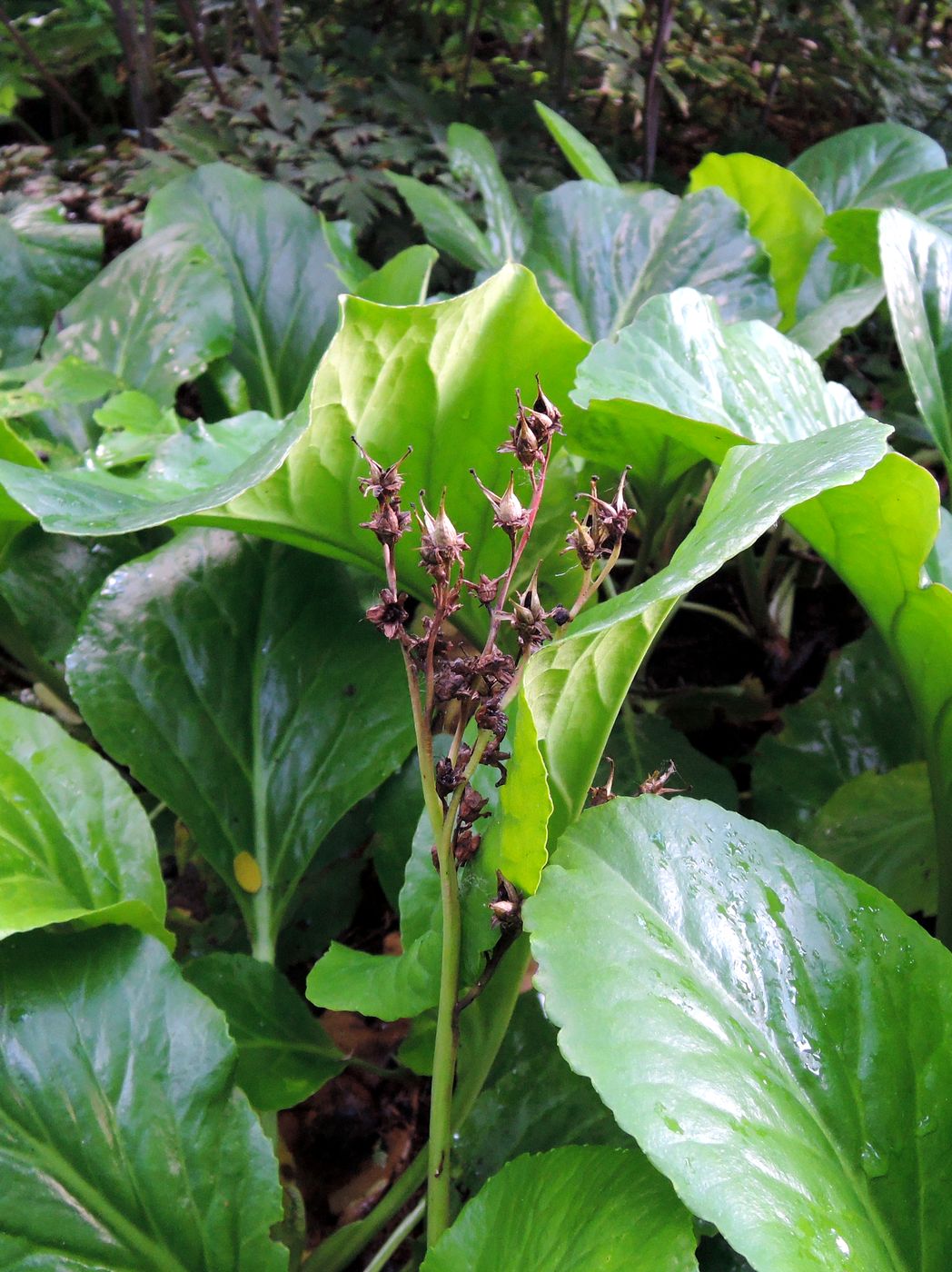 Image of Bergenia purpurascens specimen.