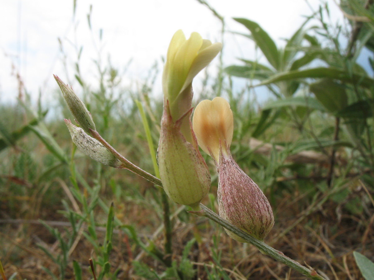 Image of Astragalus krauseanus specimen.