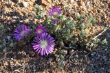 Drosanthemum floribundum