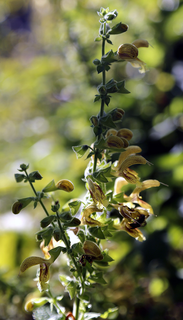 Image of Salvia glutinosa specimen.