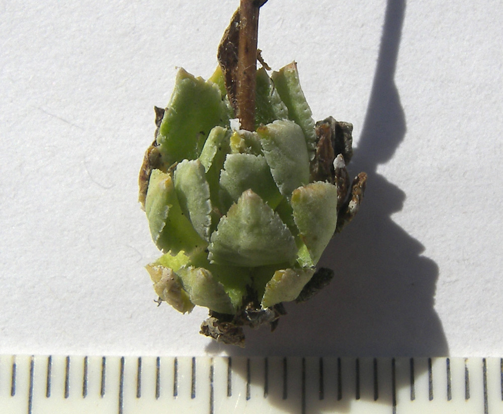 Image of Saxifraga cartilaginea specimen.