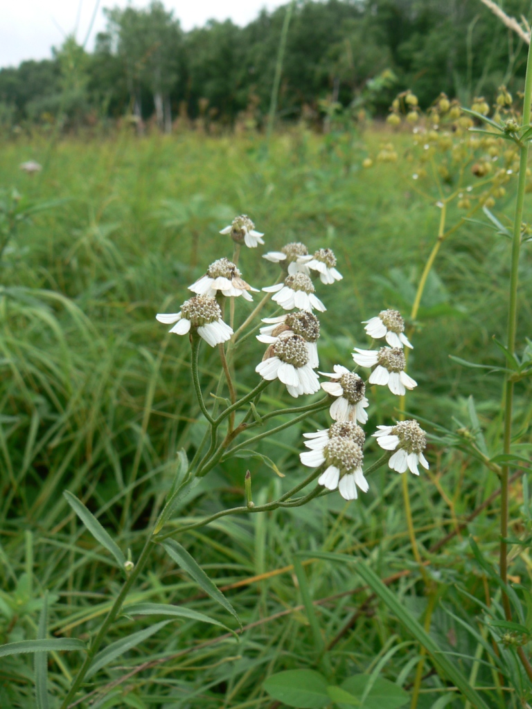 Image of Achillea acuminata specimen.