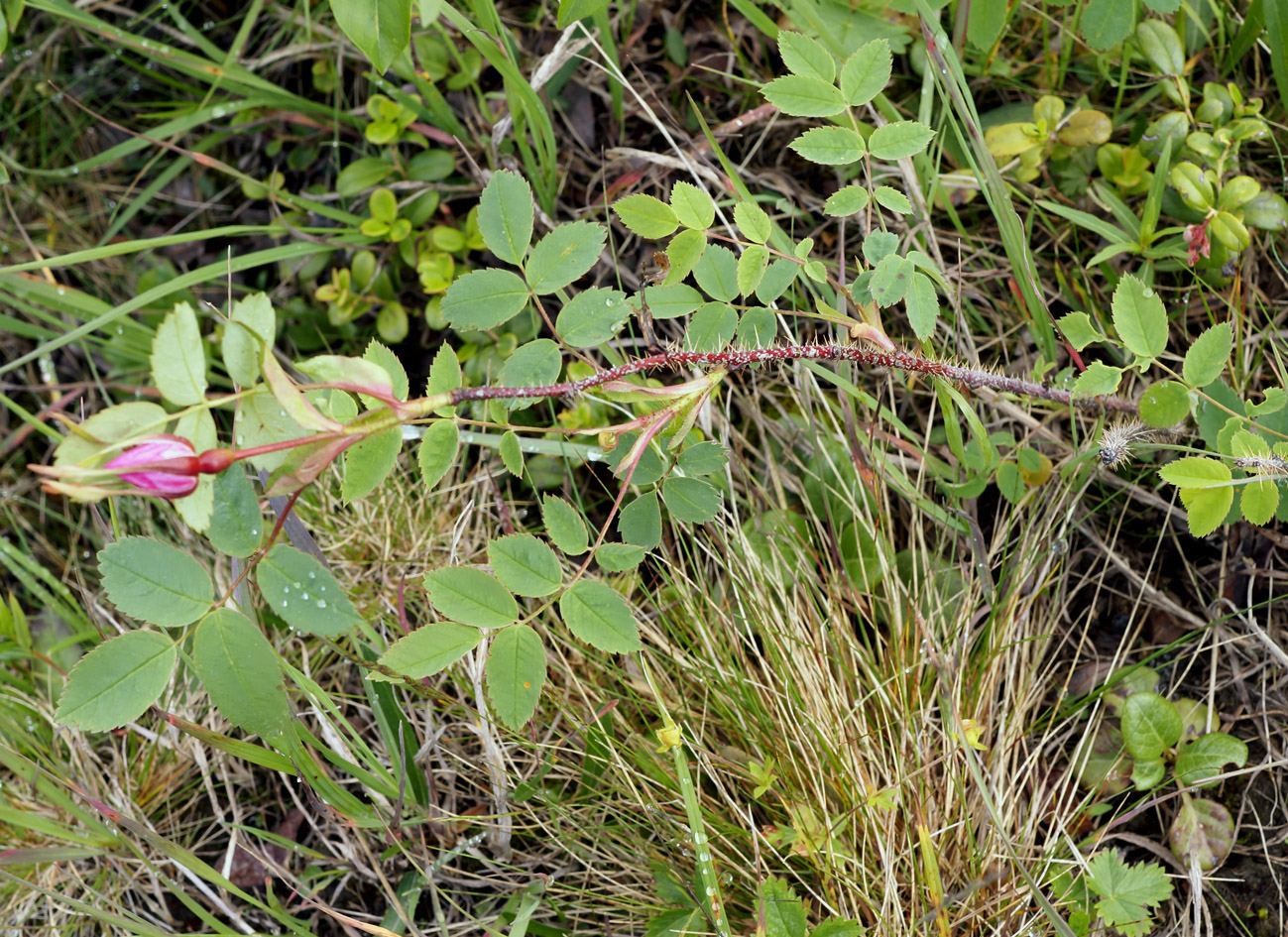 Изображение особи Rosa acicularis.