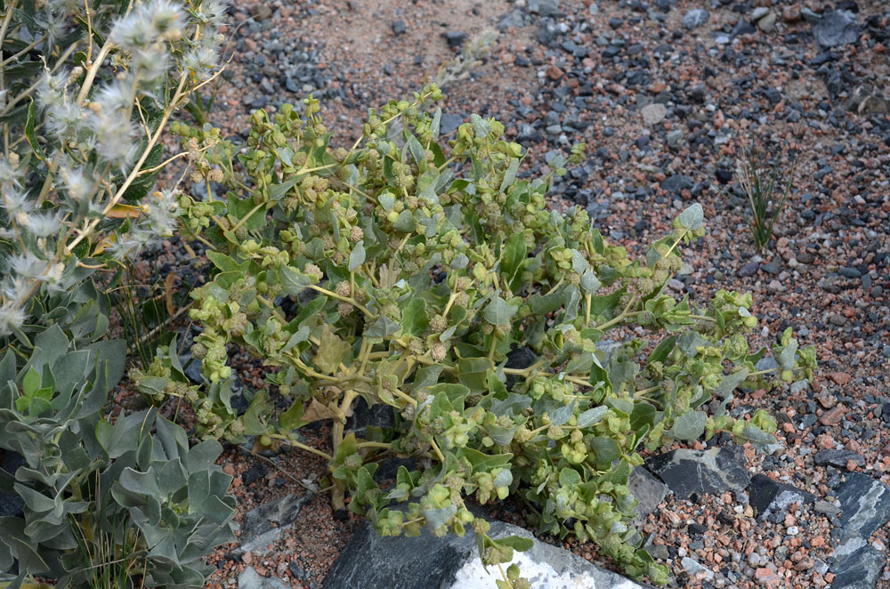 Image of Atriplex centralasiatica specimen.