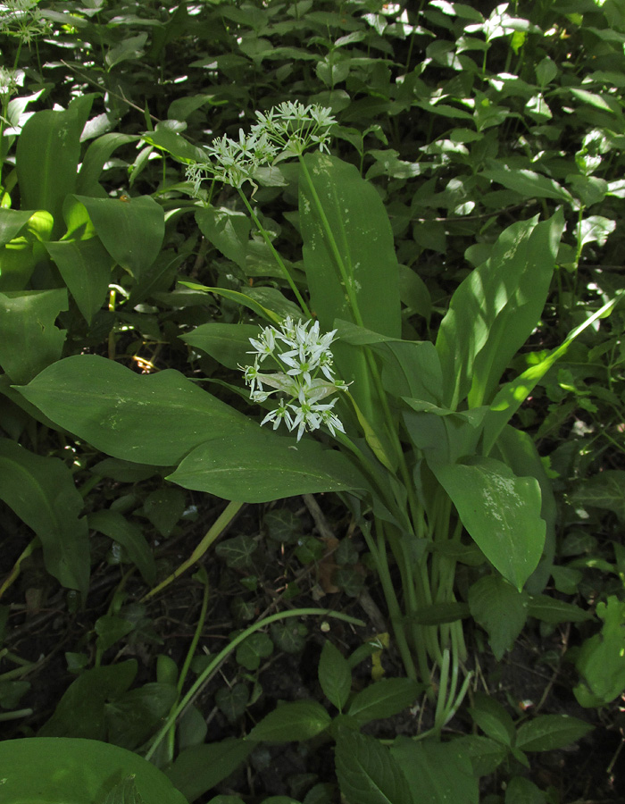 Image of Allium ursinum specimen.