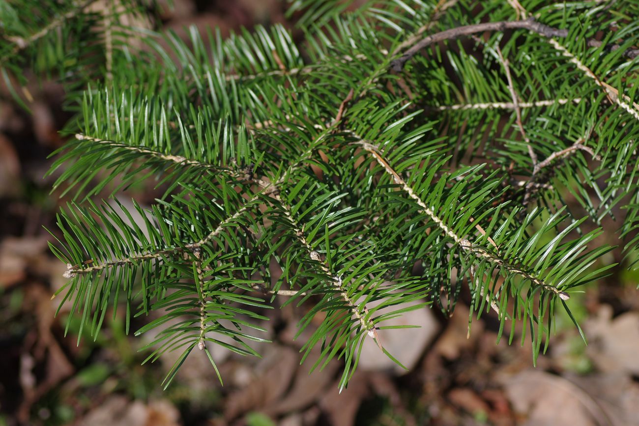 Image of Abies holophylla specimen.