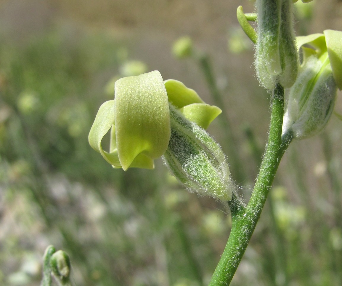 Изображение особи Matthiola odoratissima.