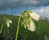 Onosma tanaitica