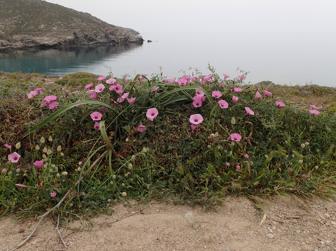 Image of Convolvulus althaeoides specimen.