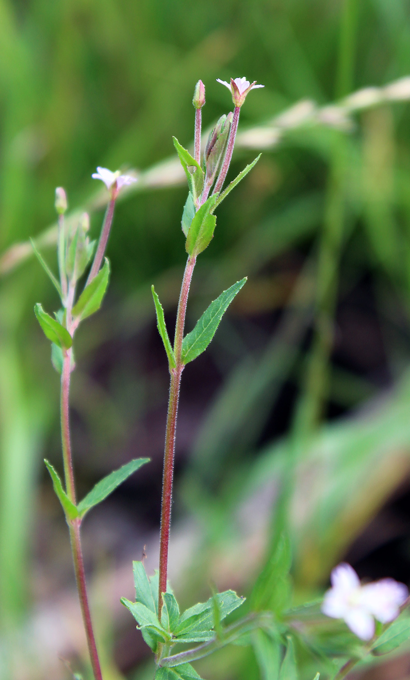 Image of Epilobium adenocaulon specimen.