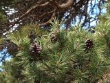 Pinus sylvestris subspecies hamata. Ветвь с раскрывшимися прошлогодними шишками. Северная Осетия, Алагирское ущелье, Нарская котловина, окр. пос. Нар, склоны Бокового хребта, 1730 м н.у.м. 07.05.2010.