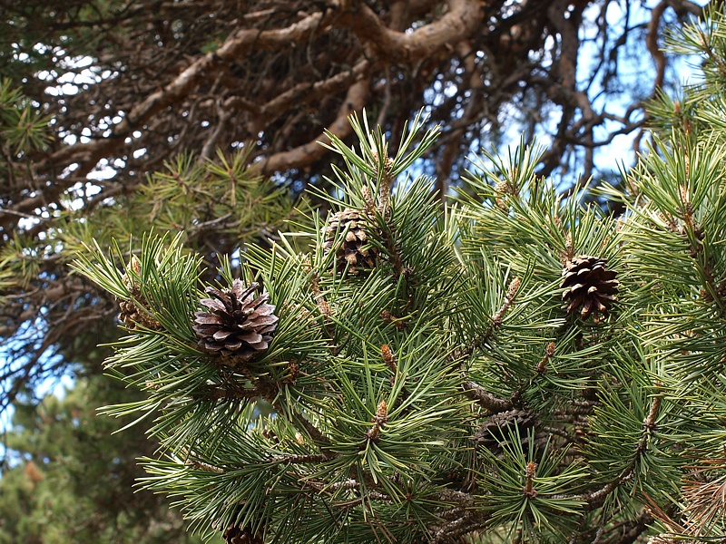 Image of Pinus sylvestris ssp. hamata specimen.