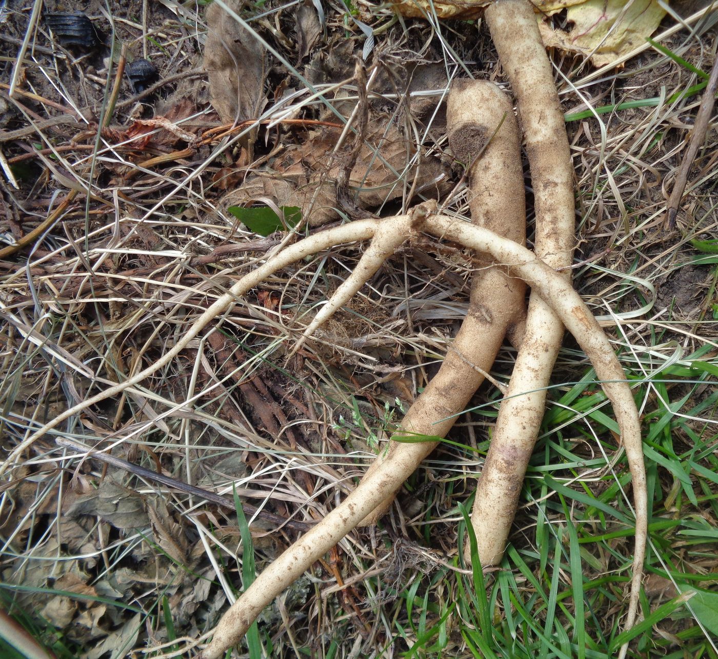 Image of Campanula rapunculoides specimen.