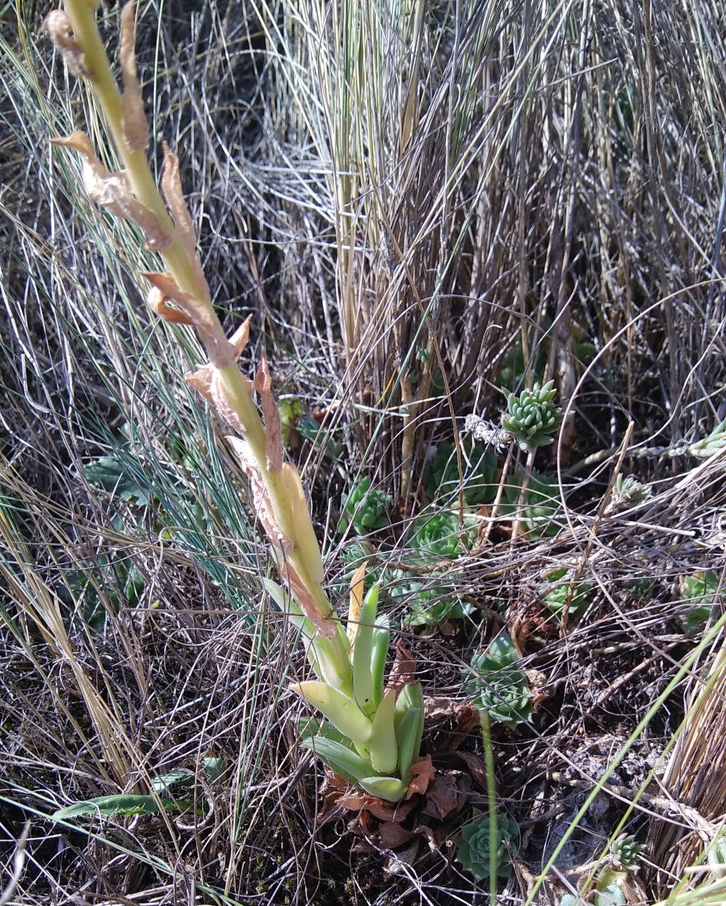 Image of Sempervivum transcaucasicum specimen.