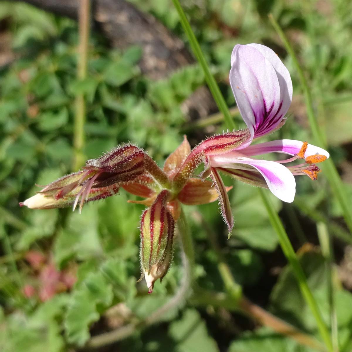 Image of Pelargonium candicans specimen.