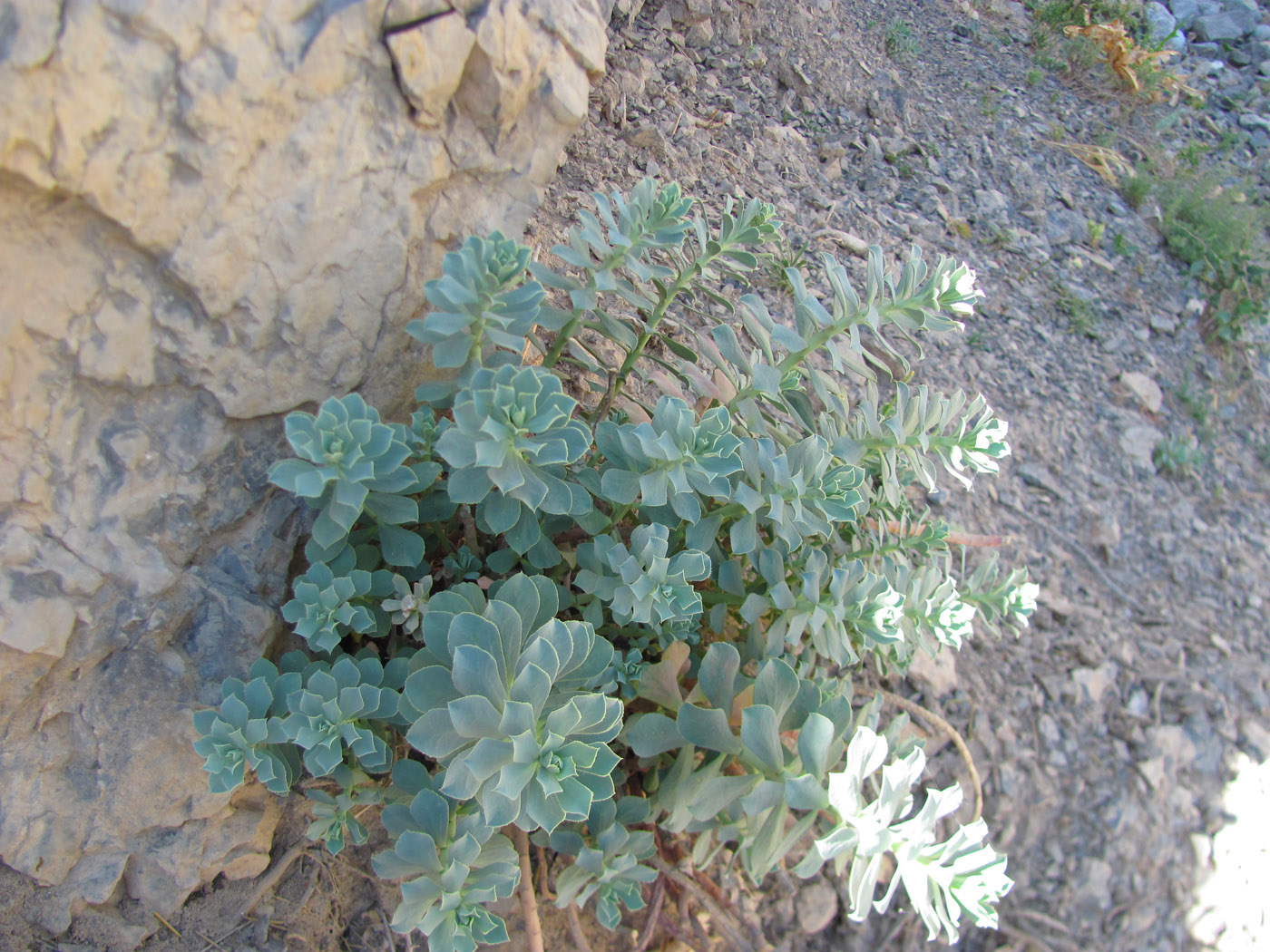 Image of Euphorbia spinidens specimen.