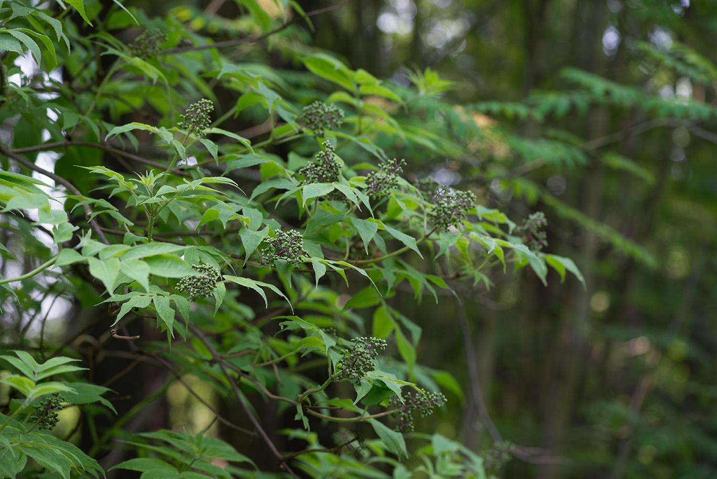 Изображение особи Sambucus sibirica.