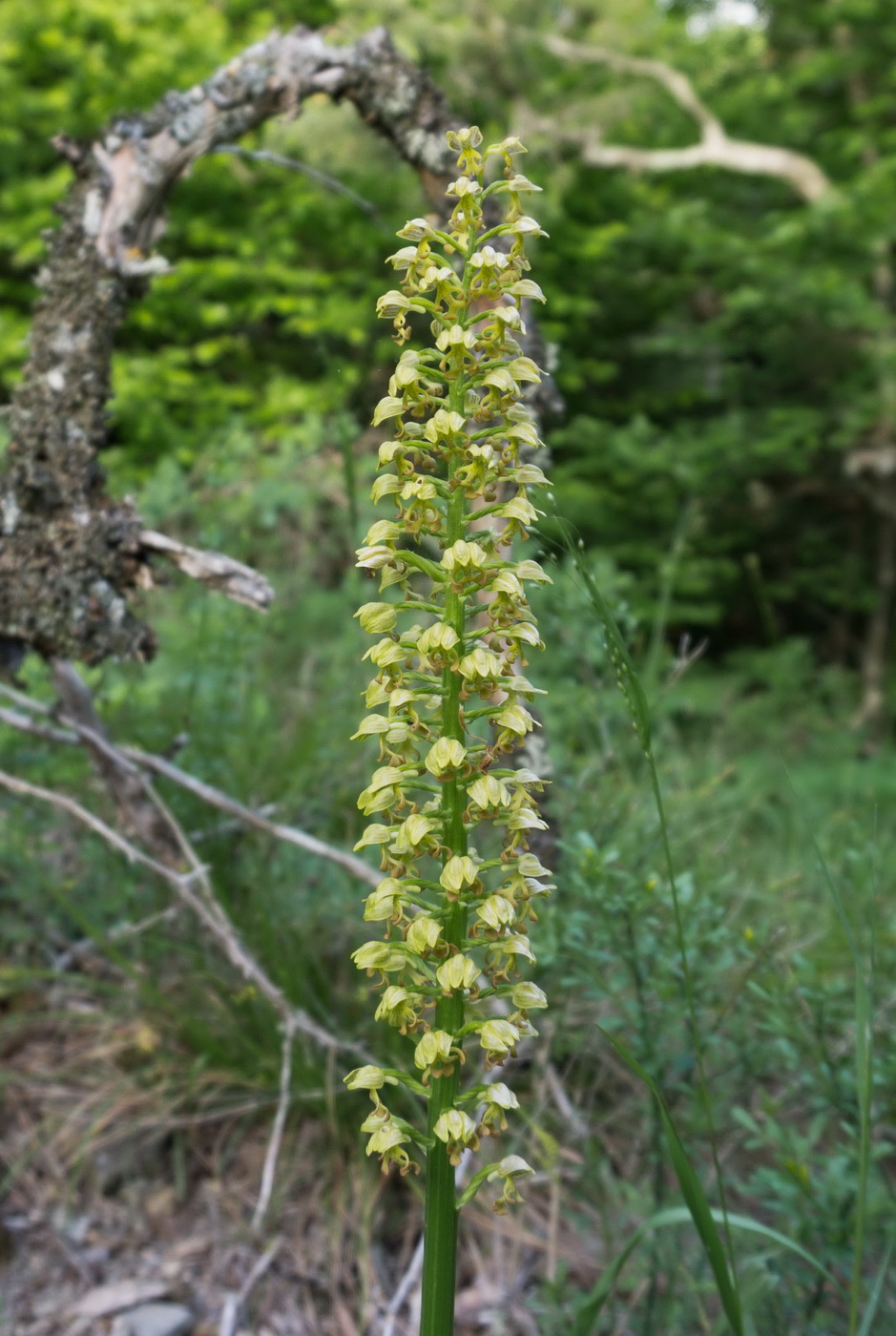 Изображение особи Orchis punctulata.