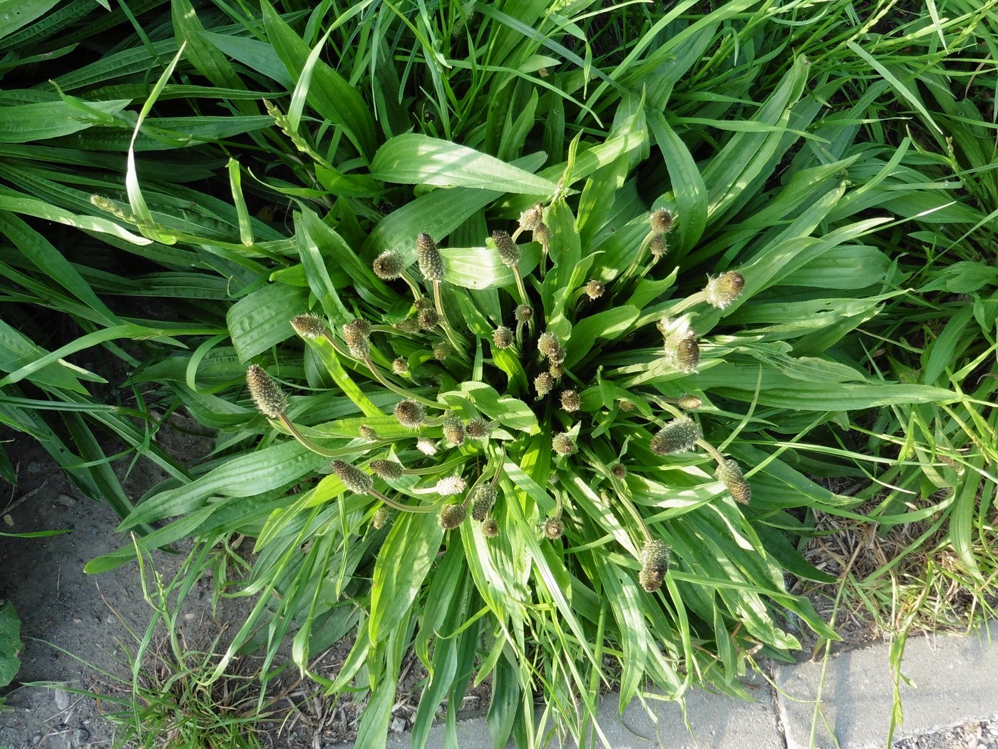 Image of Plantago lanceolata specimen.