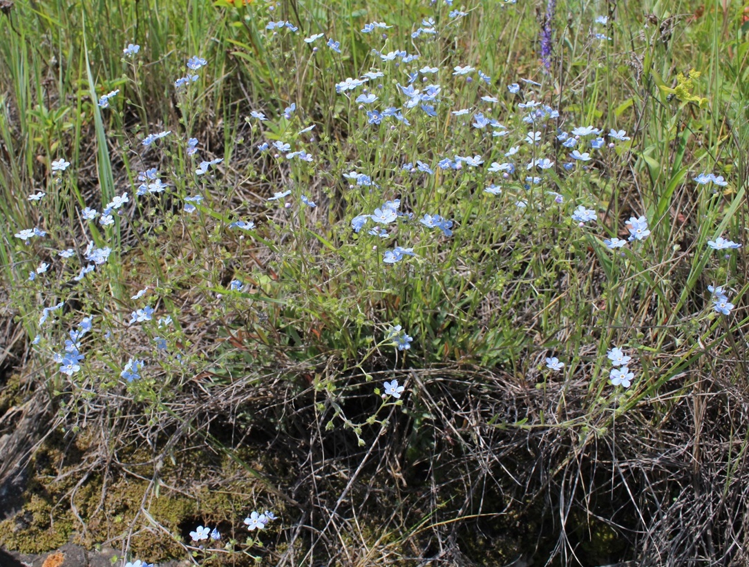 Изображение особи Eritrichium pectinatum.