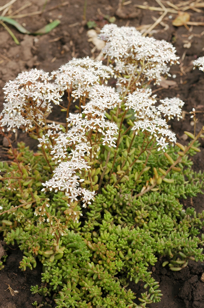 Image of Sedum album specimen.